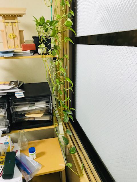 植物への影響